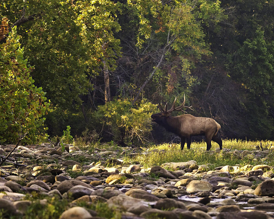 Herd Bull Bugling in Buffalo National River Photograph by Michael Dougherty
