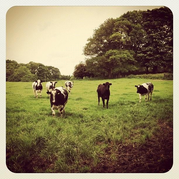 Cow Photograph - #herd #cows #cow #moo #cattle #bovine by Miss Wilkinson