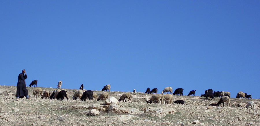 Herd in The Atlas Mountains 02 Photograph by Miki De Goodaboom