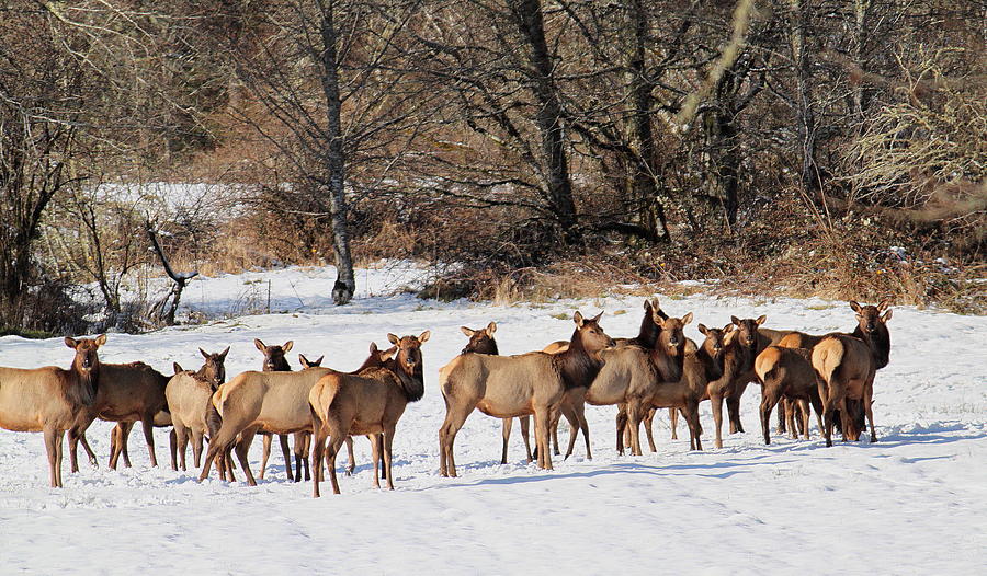 Winter Photograph - Herd of Elk by Angie Vogel