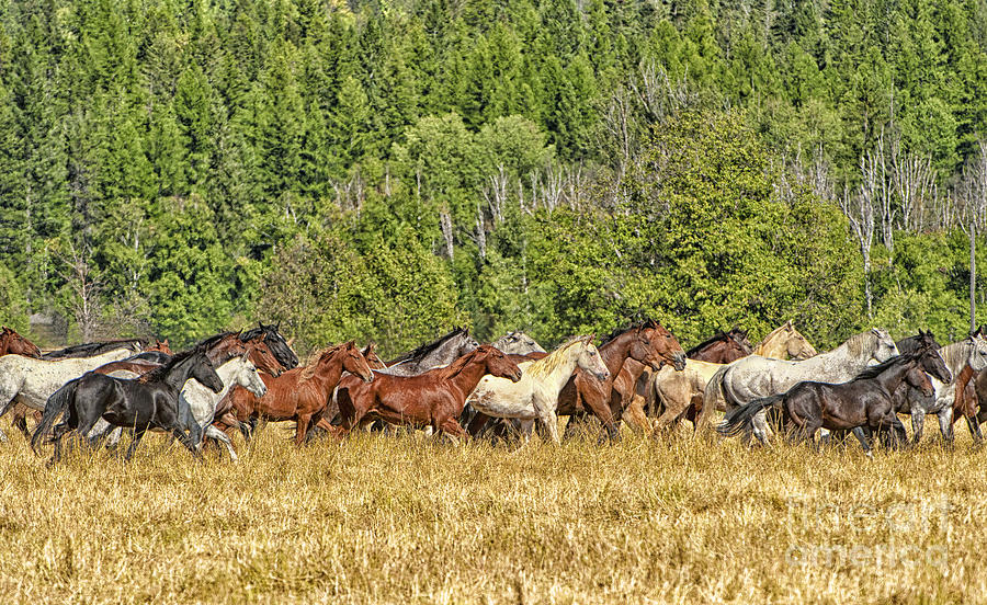 Animal Photograph - Herd on the Run by Dennis Hammer