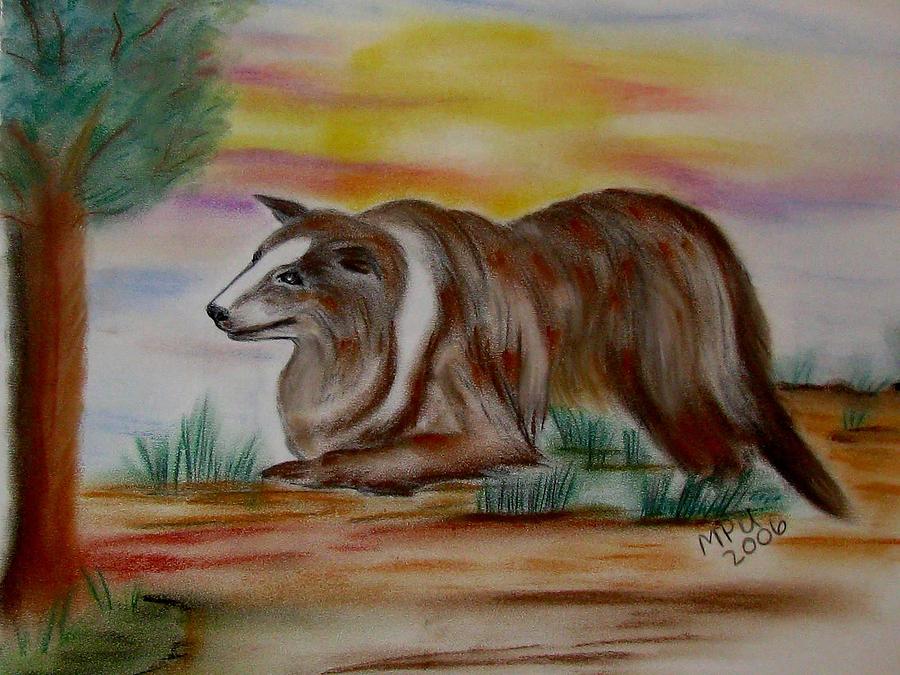 Herding Collie Drawing by Maria Urso
