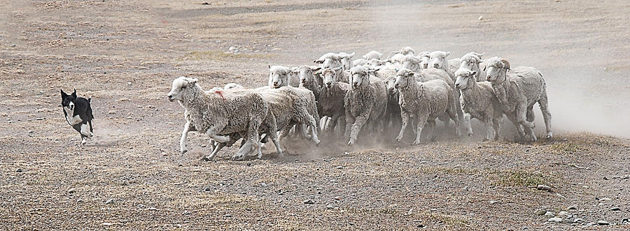Sheep Photograph - Herding the Sheep by Steve Goldstrom