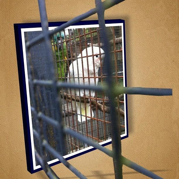 Cockatoo Photograph - Here Are A Pair Of #jailbirds, A by Victor Wong