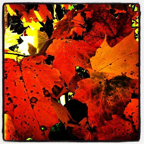 London Photograph - Here Are Some More Fall Leaves To Cheer by Trey Rucker
