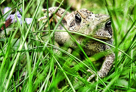 Here Comes Froggy Photograph by Jeffrey Platt