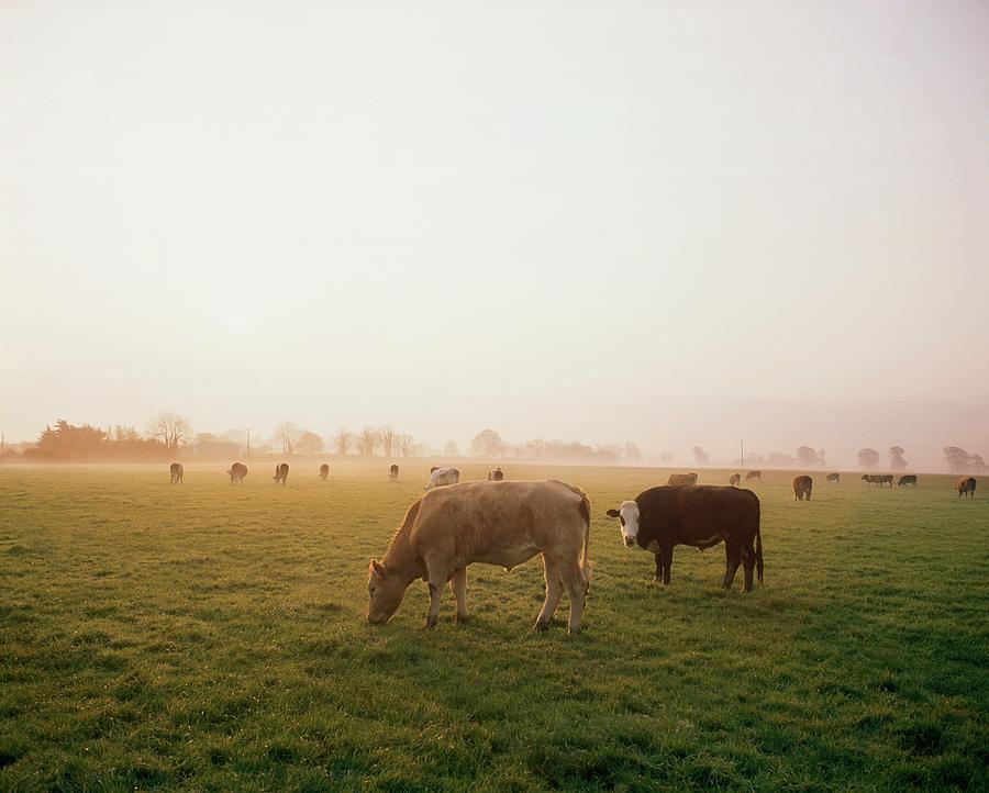 Rural Scene Photograph - Hereford Cattle, Ireland by The Irish Image Collection 
