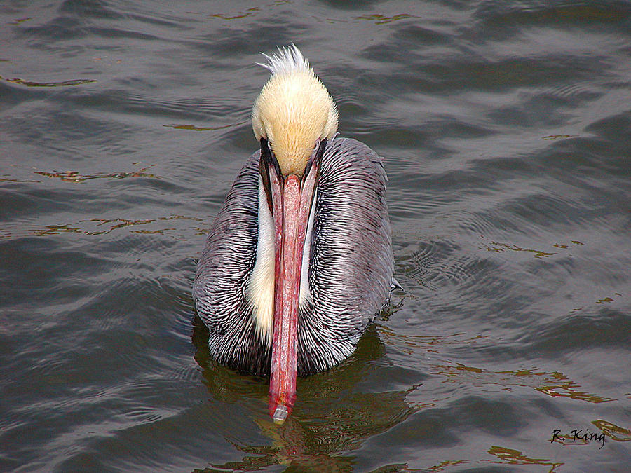 Pelican Photograph - Heres Looking at You by Roena King