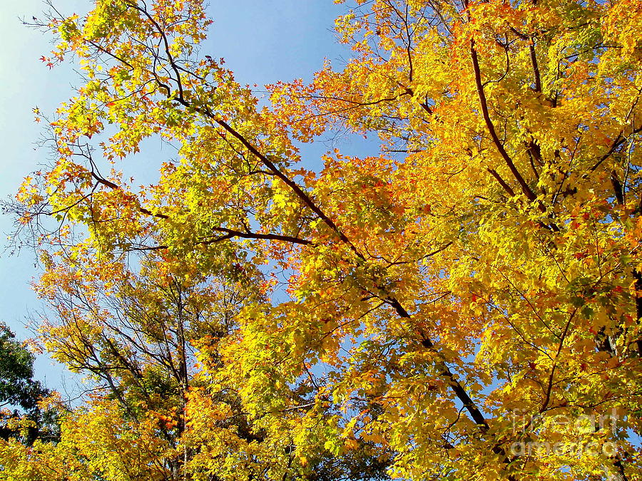 Here's Looking Up Photograph by Jamie Keeler - Fine Art America