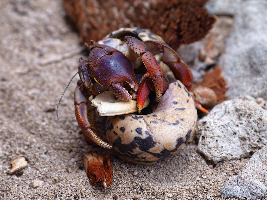 Hermit Crabs Fighting Over A Cracker Photograph by Philip G