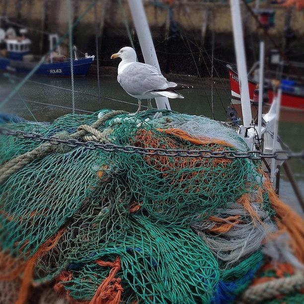 Wildlife Photograph - Herne Bay Harbour, Seagull On Netting by Antony Pope
