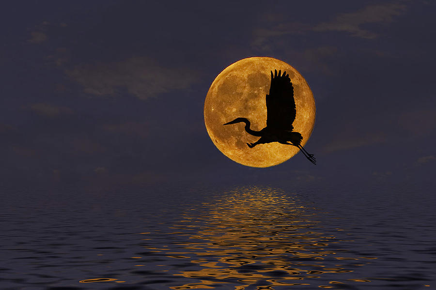 Heron and the Harvest Moon Photograph by Amy Jackson