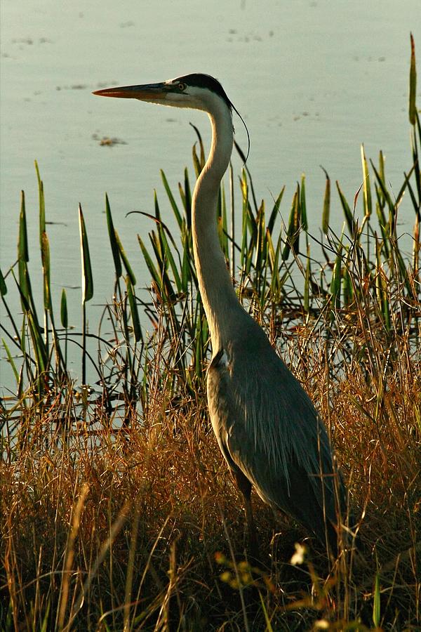 Heron at Sunset Photograph by Larry Parker