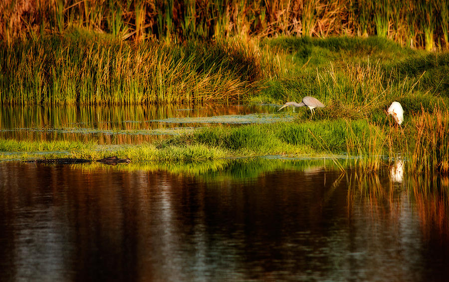 Heron Egret and Gator Photograph by Steven Sparks