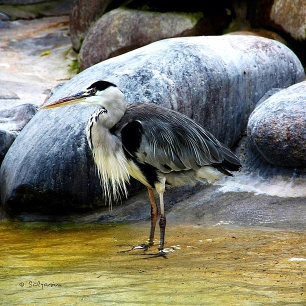 Egret Photograph - #heron #egret #bird #animal #gray #grey by Sylvia Kepler-Albert