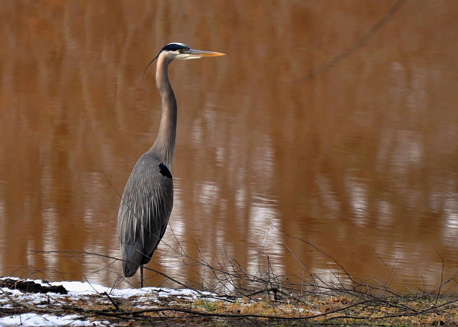 Crane Photograph - Heron Hunting in Winter - c1607h by Paul Lyndon Phillips