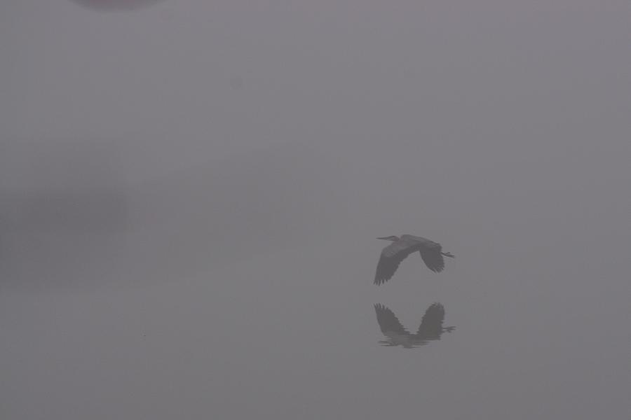 Heron Photograph - Heron in Fog Flying Low by Billy  Griffis Jr