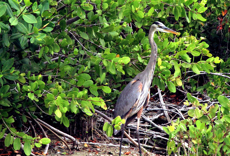 Heron in the mangroves Photograph by Morgan Caley - Fine Art America