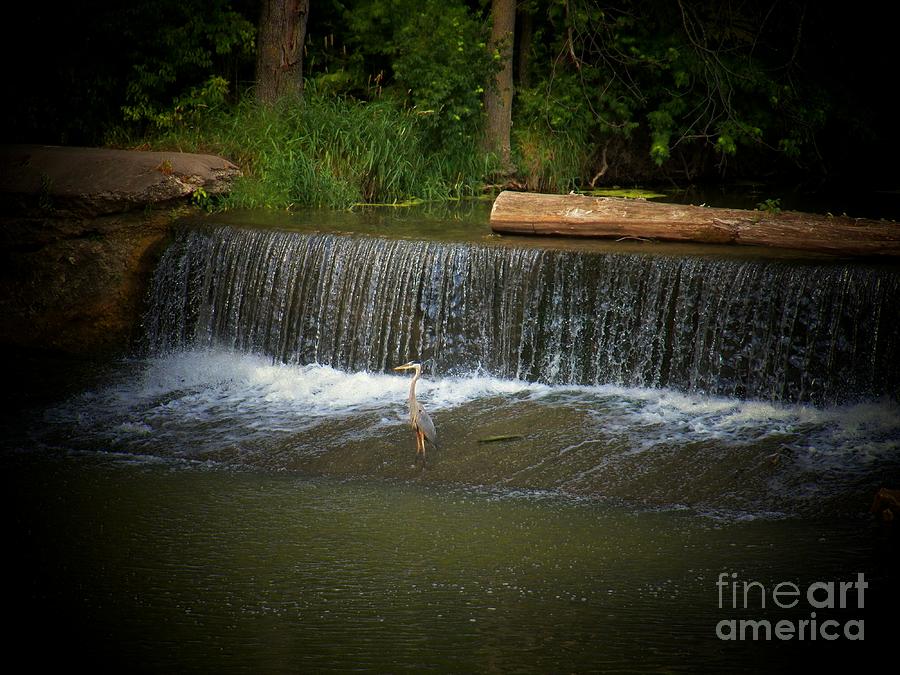 Heron In Waterfall Photograph by Joyce Kimble Smith