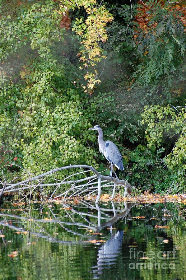 Heron Photograph - Heron by Marsha Thornton Heron Photograph - Heron by Marsha Thornton
