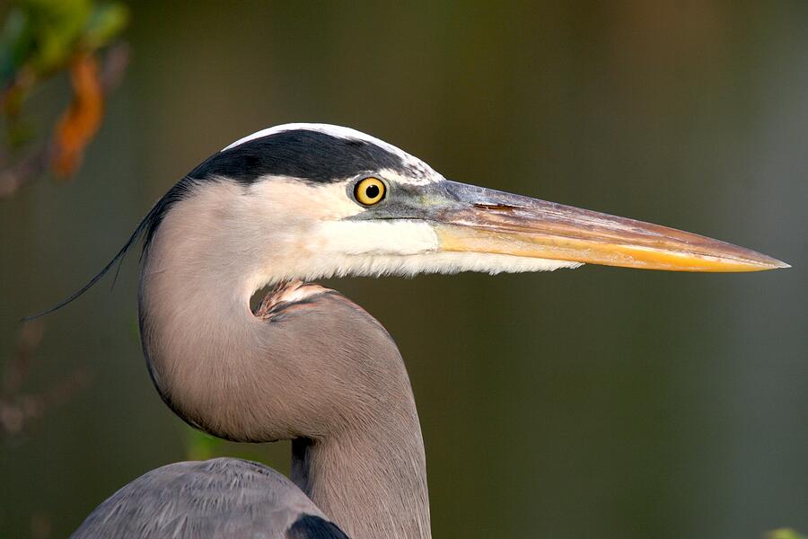 Blue Heron Head Side Profile Photograph by Ian McAdie