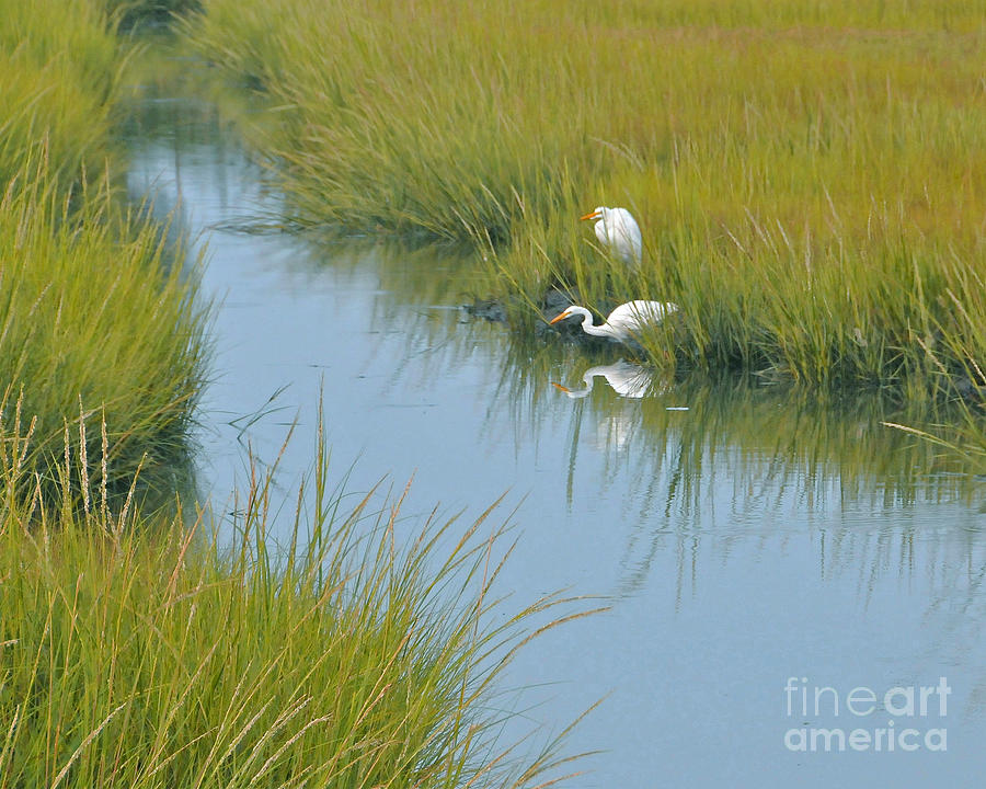 Heron Photograph - Heron Reflections by Cindy Lee Longhini