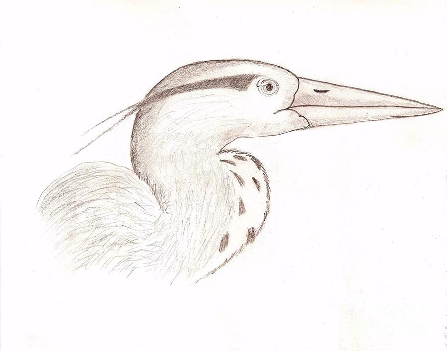 Heron Drawing - Heron Sketch by Dave Knoll