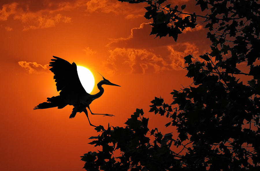 Heron Sunset Photograph by Wade Aiken