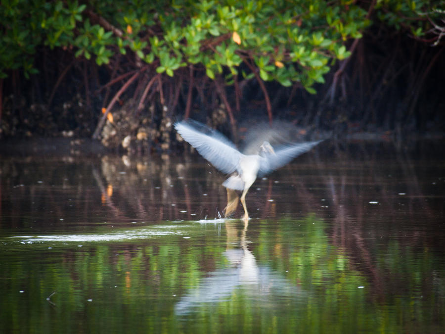Heron Takes Flight Photograph by Jim DeLillo