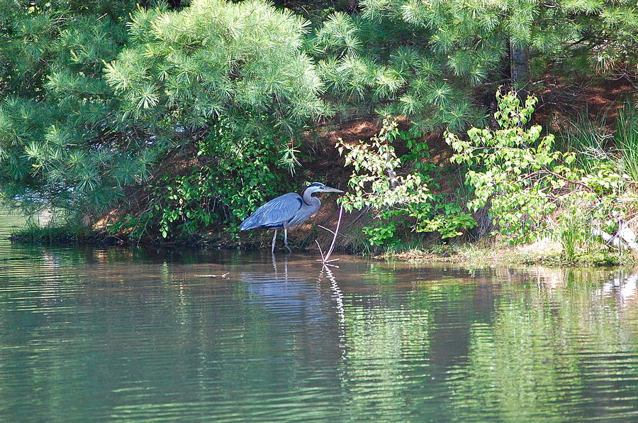 Heron Under Pines Photograph by Mary McAvoy