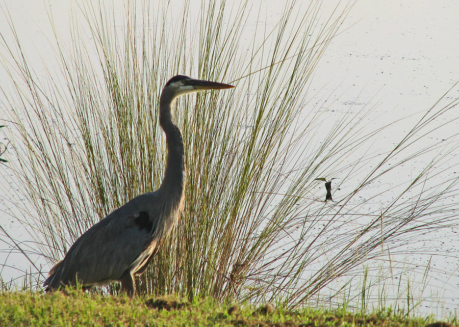Heron with grass Photograph by T Guy Spencer