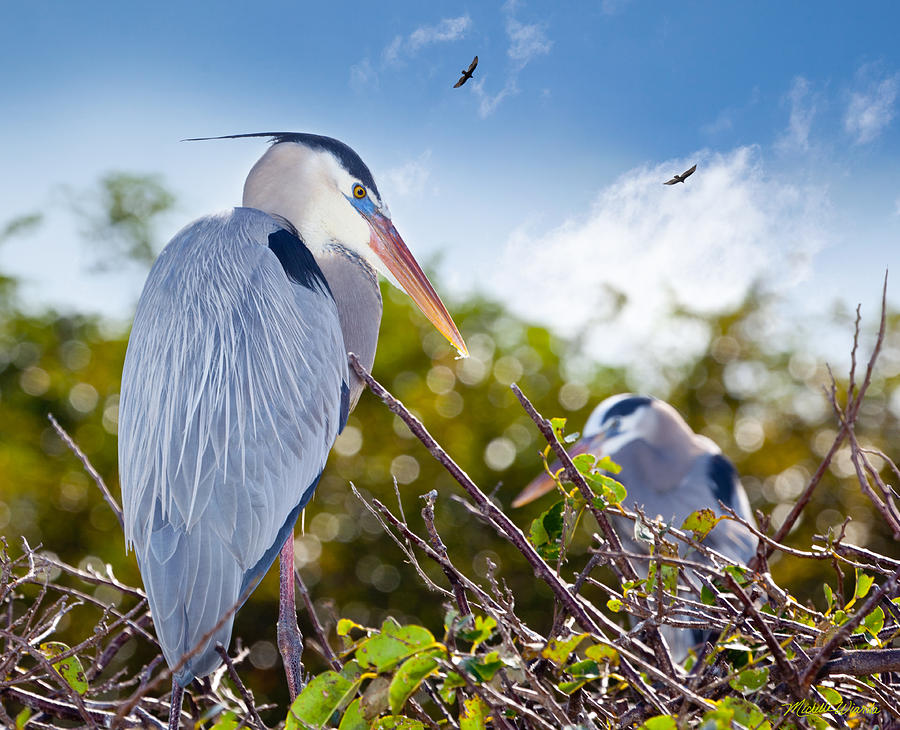 Herons at Rest Photograph by Michelle Constantine