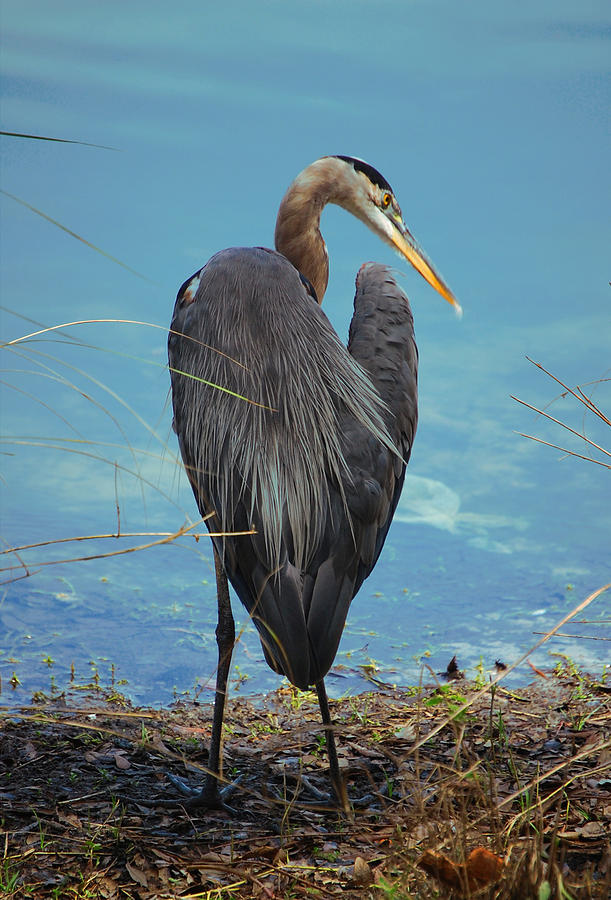 Heron's Heart Photograph By Dan Bouffard