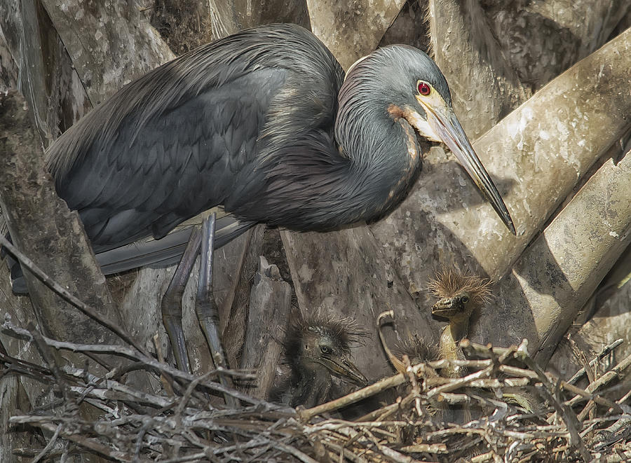 Herons Nest Photograph by Wade Aiken
