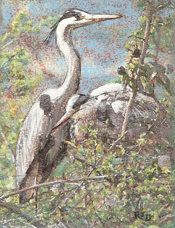 Herons resting Pastel by Richard James Digance
