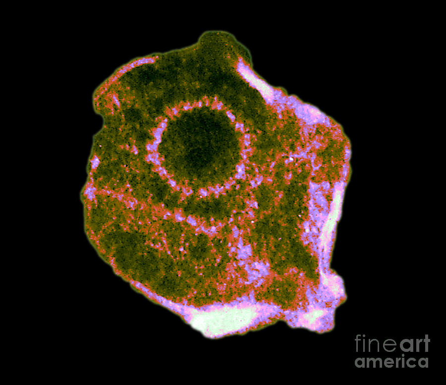 Herpes Simplex Virus Tem Photograph by ASM/Science Source