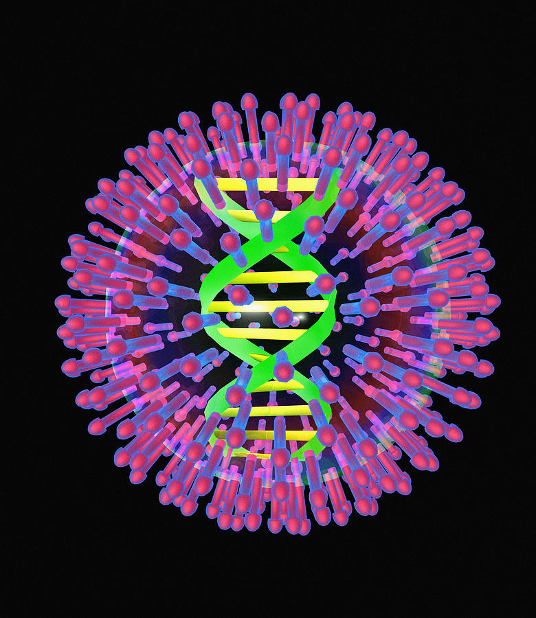Herpes Photograph - Herpes Virus Particle, Computer Artwork by Mehau Kulyk