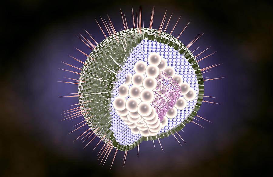 Herpes Virus Structure Digital Art by MedicalRF.com