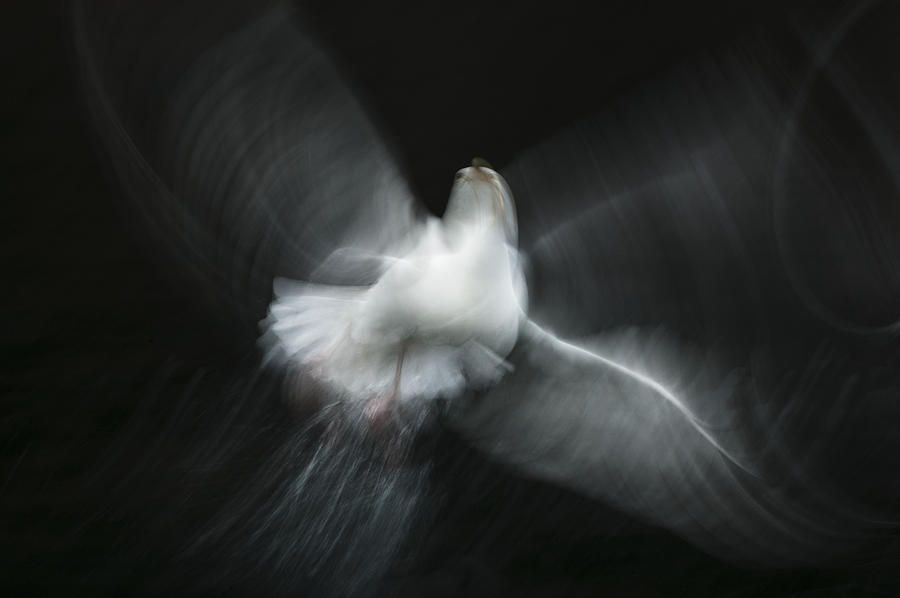 Herring Gull Abstract Photograph by Andy Astbury