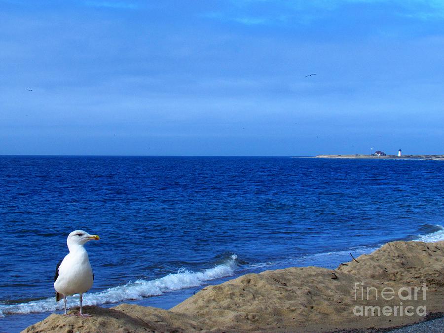 Herring Gull at Herring Cove Photograph by Rrrose Pix