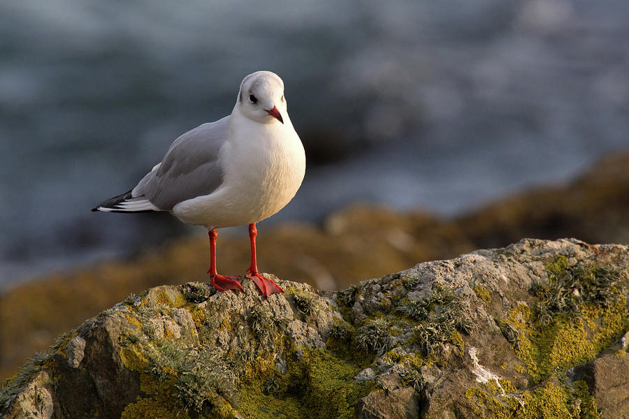 Herring Gull Photograph by Celine Pollard