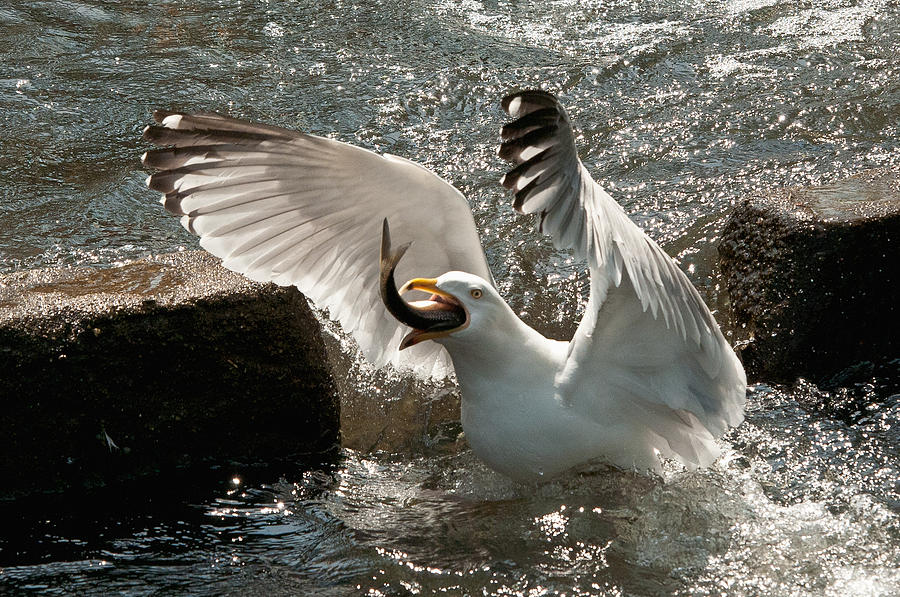 Herring Gull Eating a Herring Photograph by John Klingel Fine Art America