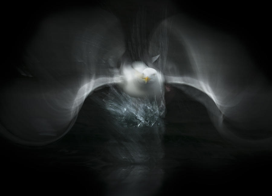 Herring Gull Flight Abstract Photograph by Andy Astbury