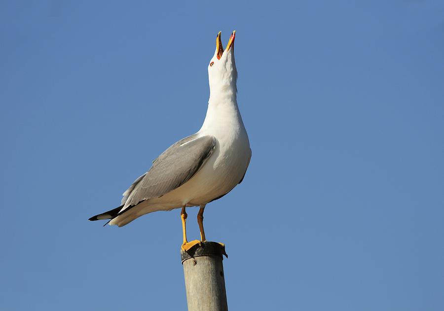 Seagull Photograph - Herring Gull by Photostock-israel
