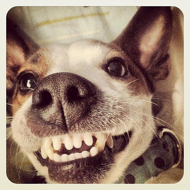 Dog Photograph - Hes Always So Happy by Julian Castillo