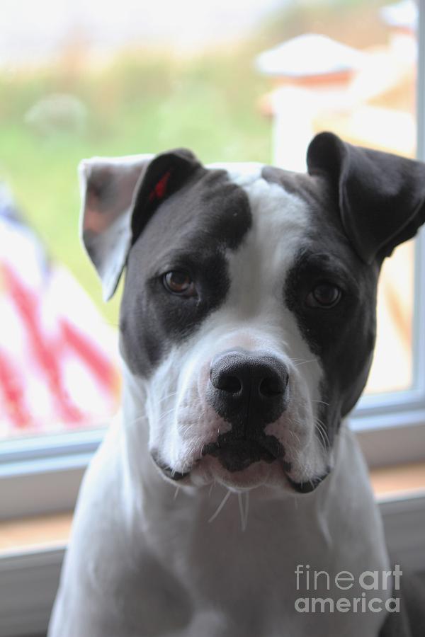 Chance Photograph - Hes an American by Scenesational Photos Chance Photograph - Hes an American by Scenesational Photos