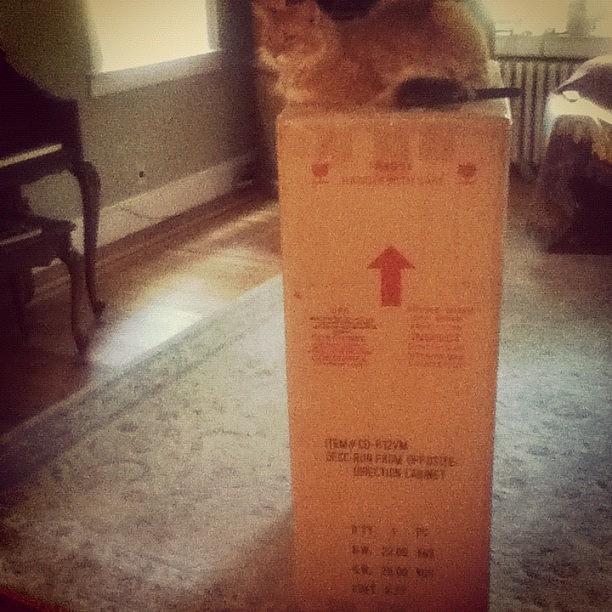 Cat Photograph - Hes On Top Of The World #kitty #box by Carlotta K