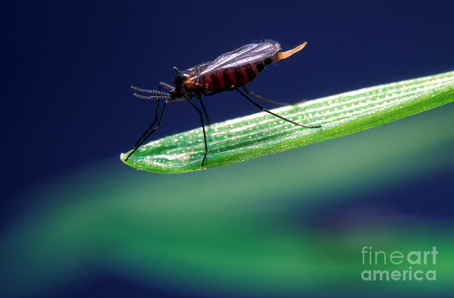 Hessian Fly Photograph by Science Source