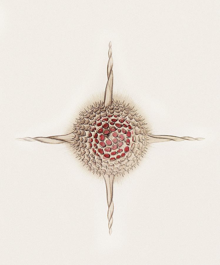 Ernst Haeckel Photograph - Hexastylus Radiolarian, Artwork by Mehau Kulyk