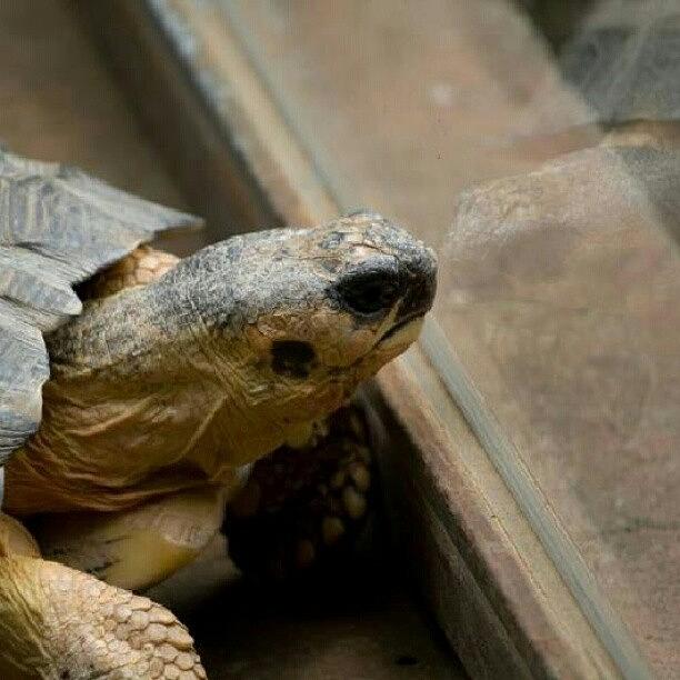 Animal Photograph - Hey Good Looking! #nature #tortoise by Kelly Love